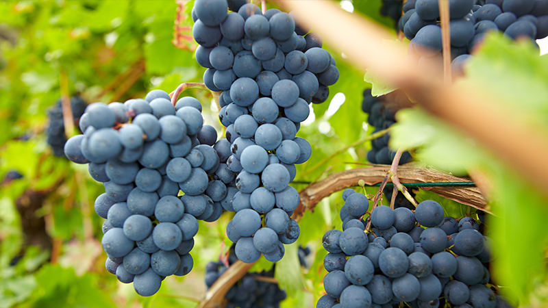 Nho Pinot Noir được mệnh danh là “Quý cô thanh lịch”, một giống nho quý tộc ở Pháp. Quý cô này rất nhạy cảm với môi trường xung quanh. Mong manh, dễ vỡ bởi những tác động từ bên ngoài. Mang hương vị của quê hương, vùng đất trồng nho đi khắp thế giới, làm đắm say bao nhiêu thực khách và chuyên gia về rượu vang trên khắp thế giới.