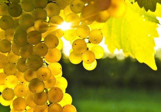 Chardonnay xuất hiện lần đầu tiên vào thế kỷ 12 tại vùng Bourgogne, nổi tiếng với địa hình đa dạng từ đồng bằng phẳng đến những dãy núi đồi, và khí hậu ôn hòa với sự ảnh hưởng của biển.