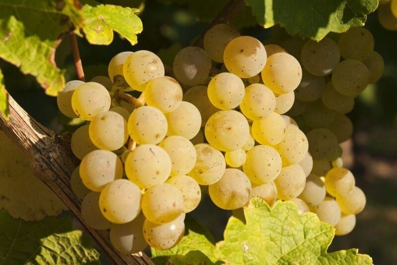 Giá rượu vang trắng
