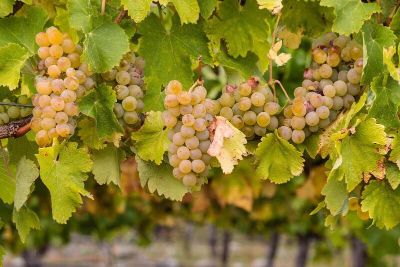 Rượu vang Chardonnay