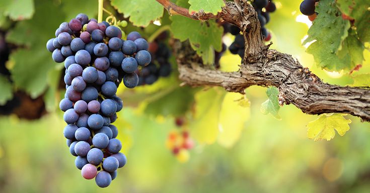 Dòng rượu vang Cabernet Sauvignon